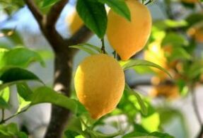 lemon for toenail fungus